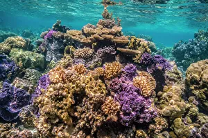 Images Dated 22nd September 2022: French Polynesia, Bora Bora. Close-up of coral garden