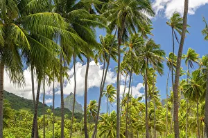 Moorea Prints: French Polynesia, Moorea. Bali Hai mountain and palm trees