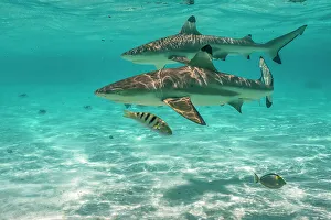 Moorea Prints: French Polynesia, Moorea. Black-tipped reef sharks