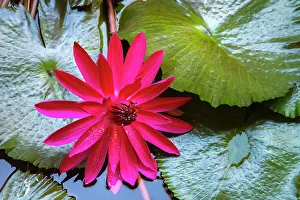 Moorea Prints: French Polynesia, Moorea. Lotus blossom and pads close-up