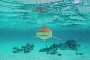 Moorea Prints: French Polynesia, Moorea. Front view of black-tipped reef shark