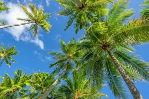 Images Dated 3rd August 2023: French Polynesia, Rangiroa Atoll