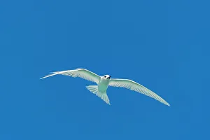 Tern Prints: French Polynesia, Rangiroa Atoll