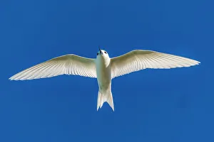 Tern Prints: French Polynesia, Rangiroa Atoll