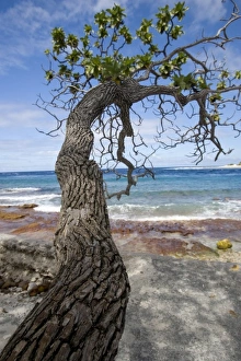 Rangiroa Prints: French Polynesia, Society Islands, Rangiroa. A living tree trunk on the ocean shoreline
