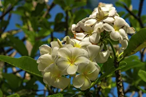 Tahaa Prints: French Polynesia, Taha'a. Close-up of white plumeria blossoms