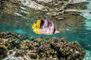 Tahaa Prints: French Polynesia, Taha'a. Coral scenic with lone Pacific double-saddle butterflyfish