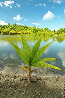 Images Dated 22nd September 2022: French Polynesia, Taha'a. Tropical jungle reflects in lagoon