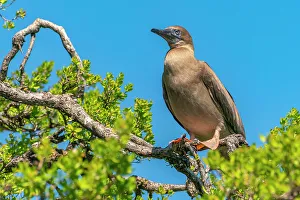 Juvenile Prints: French Polynesia, Tikehau Atoll