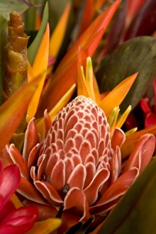 Images Dated 22nd August 2008: French Polynesia. Tropical native flowers