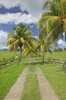 FRENCH WEST INDIES (FWI)-Guadaloupe-Basse-Terre-Sainte-Rose: Palm Tree Entrance Drive