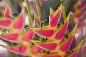 FRENCH WEST INDIES (FWI)-Guadaloupe-Grande-Terre-POINTE -A-PITRE: Flower Market- Heliconia