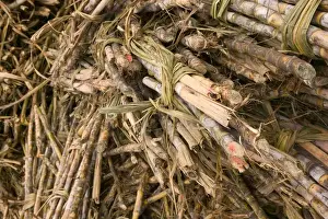 Sugar Cane Prints: FRENCH WEST INDIES (FWI)-Guadaloupe-Marie-Galante Island: Distillerie Bielle