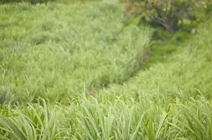 FRENCH WEST INDIES (FWI)-Guadaloupe-Marie-Galante Island-VANNIERS: Sugar Cane Field