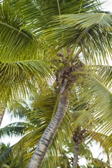 French West Indies, Saint Martin. Baie Nettle, palm tree, morning French West Indies, Saint Martin. Baie Nettle, palm tree, morning
