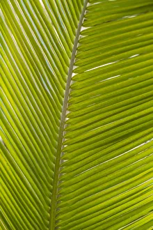 Images Dated 24th January 2017: French West Indies, Saint Martin. Baie Nettle, palm tree, morning