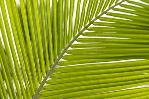 French West Indies, Saint Martin. Baie Nettle, palm tree, morning
