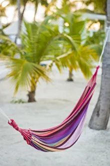 Images Dated 24th January 2017: French West Indies, Saint Martin. Baie Nettle, hammock and palm tree
