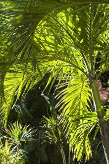 French West Indies, St-Barthelemy. Gustavia, palm tree