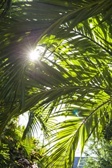 Images Dated 28th January 2017: French West Indies, St-Barthelemy. Gustavia, palm tree