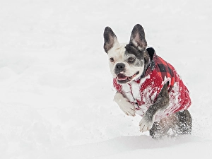 Images Dated 31st October 2024: Frenchton dog running in snow
