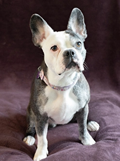 Images Dated 31st October 2024: Frenchton dog studio portrait