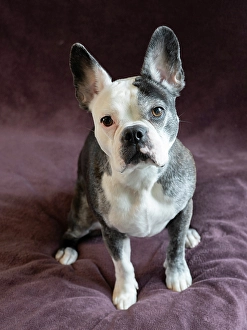 Images Dated 3rd September 2024: Frenchton dog studio portrait