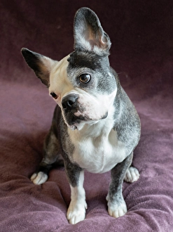 Images Dated 3rd September 2024: Frenchton dog studio portrait