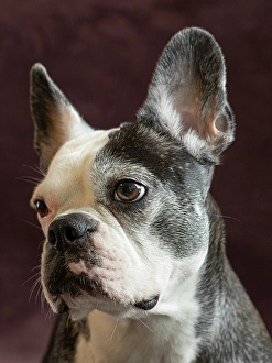 Images Dated 3rd September 2024: Frenchton dog studio portrait