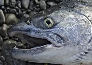 Fresh-caught silver salmon, Alaska, Kenai, Kenai Peninsula, AK
