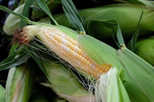 Prints of Fresh corn in Shipshewana farmers market in Amish country Indiana Images Dated 2024 October: Fresh corn in Shipshewana farmers market in Amish country Indiana