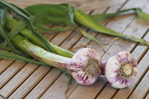 Flavor Prints: Two fresh garlic on a wooden teak table, withe and violet bulbs and green stem Clos