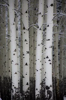 Images Dated 9th September 2014: Fresh late summer snow and Aspen tree trunks, Banff National Park, Alberta, Canada