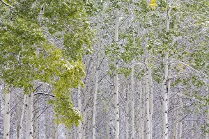 Images Dated 9th September 2014: Fresh late summer snow on Aspen trees, Banff National Park, Alberta, Canada