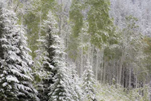 Evergreen Tree Prints: Fresh late summer snow on Evergreen trees, Banff National Park, Alberta, Canada