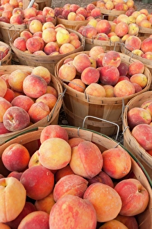 Prints of Fresh peaches in Shipshewana farmers market in Amish country Indiana Images Dated 2024 October: Fresh peaches in Shipshewana farmers market in Amish country Indiana