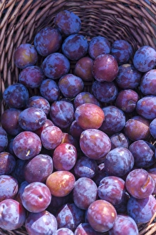 Images Dated 27th July 2016: Fresh purple plums for sale, Andria, Italy, Europe