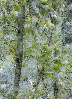 Alder Prints: Fresh snow on alder trees