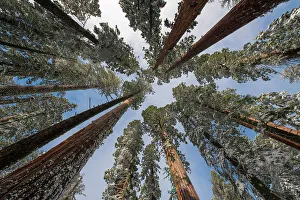 Images Dated 2nd May 2022: Fresh snow coating the trunk of this forest giant