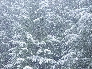 Fresh snow on evergreen trees