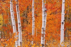 Images Dated 6th October 2010: Fresh snow on fall aspens along Bishop Creek