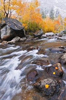 Brook Prints: Fresh snow on fall aspens along Bishop Creek