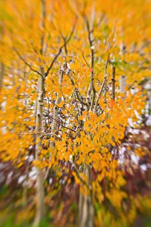 Inyo Prints: Fresh snow on fall aspens along Bishop Creek