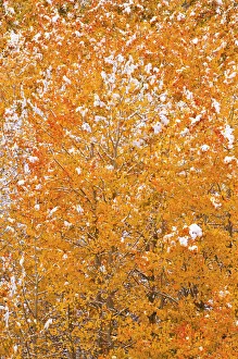Images Dated 5th October 2010: Fresh snow on fall aspens along Bishop Creek