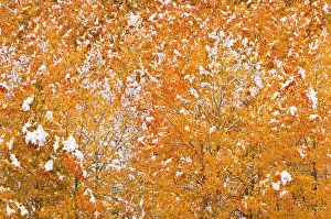 Sierra Prints: Fresh snow on fall aspens along Bishop Creek