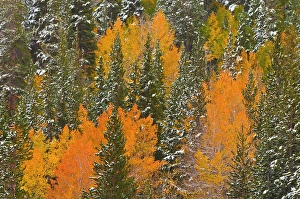 Images Dated 6th October 2010: Fresh snow on fall aspens and pines along Bishop Creek, Inyo National Forest, Sierra