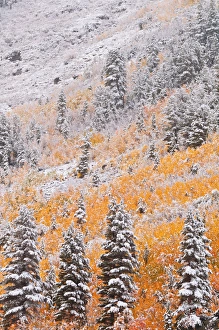 Images Dated 5th October 2010: Fresh snow on fall aspens and pines along Bishop Creek, Inyo National Forest, Sierra