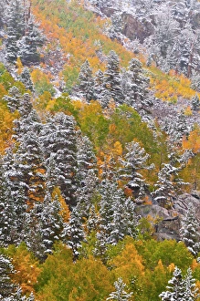 Inyo Prints: Fresh snow on fall aspens and pines along Bishop Creek, Inyo National Forest, Sierra