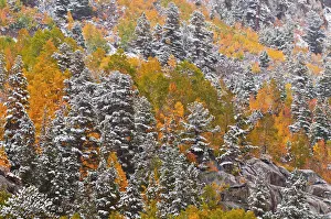 Sierra Prints: Fresh snow on fall aspens and pines along Bishop Creek, Inyo National Forest, Sierra