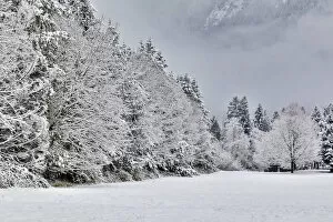 Places Collection: Fresh snow on field lined with snow covered trees